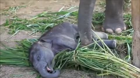 Most Funny and Cute Baby Elephant Videos Compilation