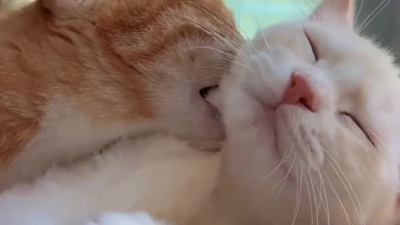 Love bite from cat 😂😂🤣🐶