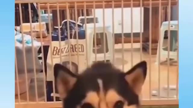 Smart Dog Saves People Touching About Dogs