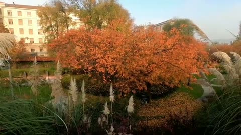 Relaxing Music | Sleeping, Meditation, Stress Relief | [1297] ⭐️