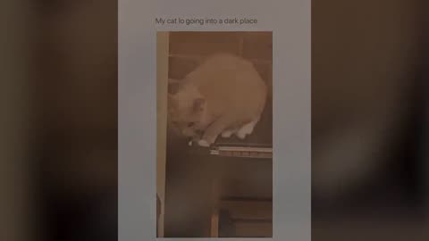 BEST DANK CAT MEMES COMPILATION OF 2020 PART 10 (from TikTok