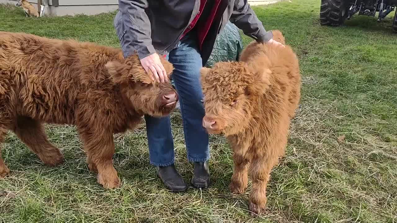 Highland Heifers