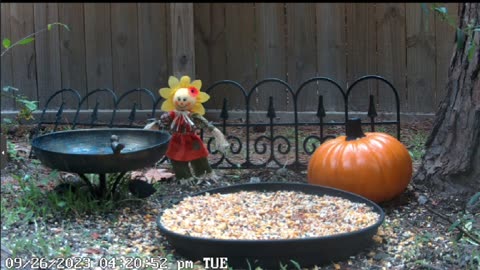Live outdoor cam