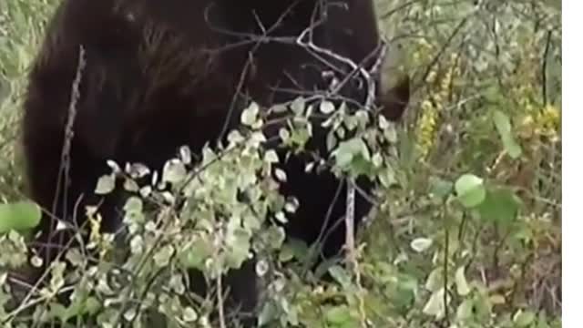 Black Bears: Did You Know? FUN FACT!