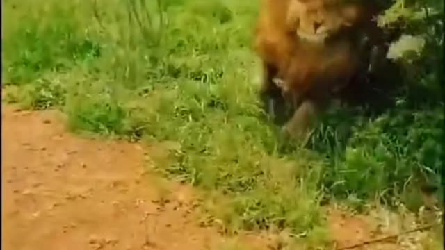 Everything has a spiritual lion African impression