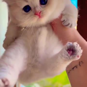 #cat #cats #funny #cute #shorts