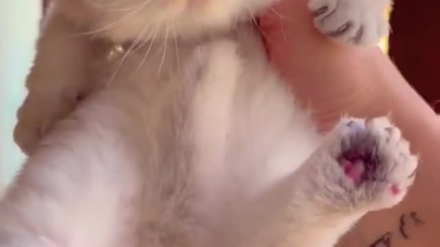 #cat #cats #funny #cute #shorts