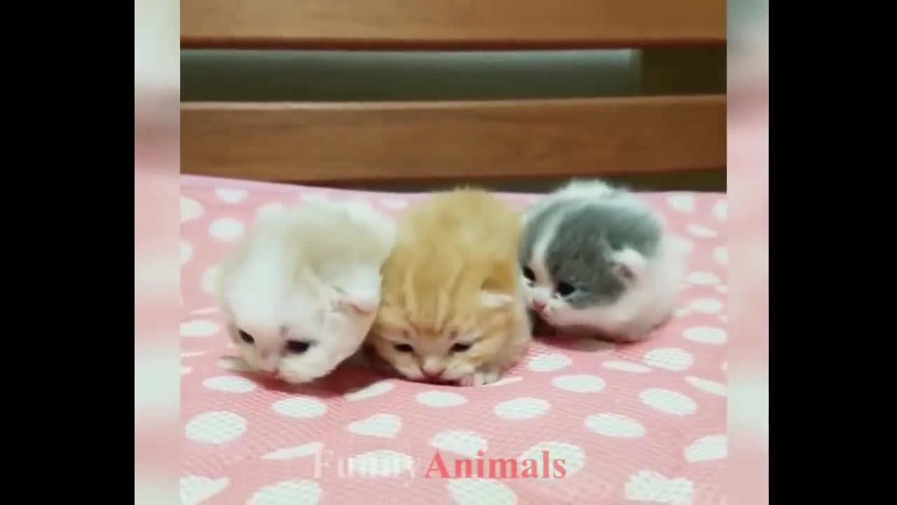 Three cute kittens