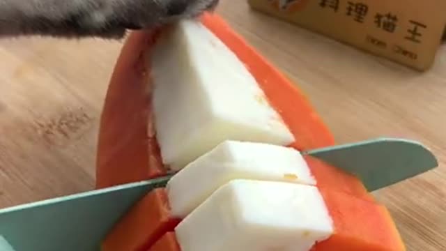 Smart Cats cut in papaya funny compilation Tik Tok Cats funny