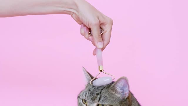 Person Massaging a Cat With a Facial Roller