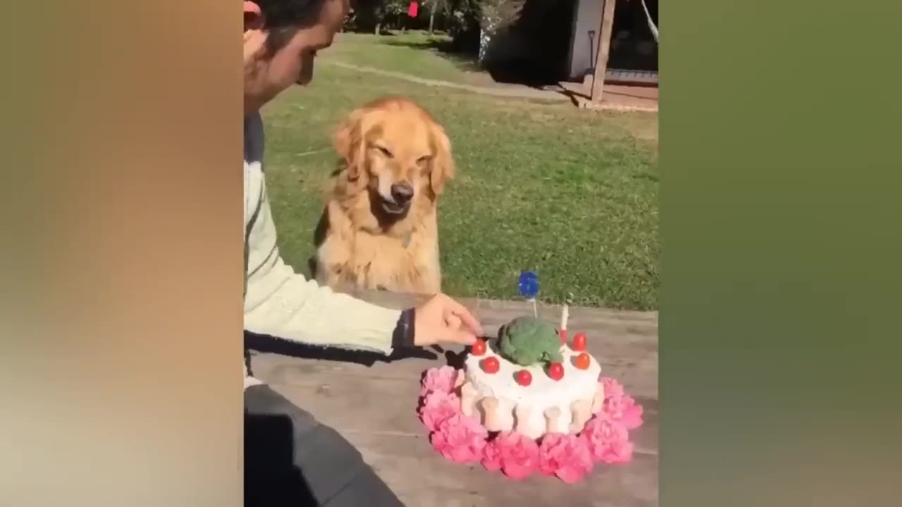 Reaction to dogs cutting cakes