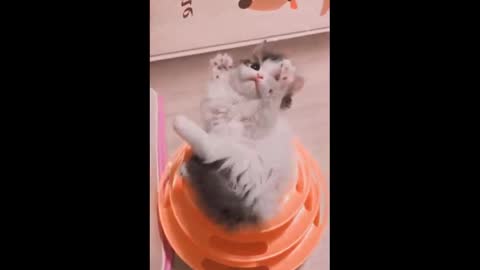 Funniest Cats - Funny Cats and Dogs - Funniest Animals - Funny Cats Compilations