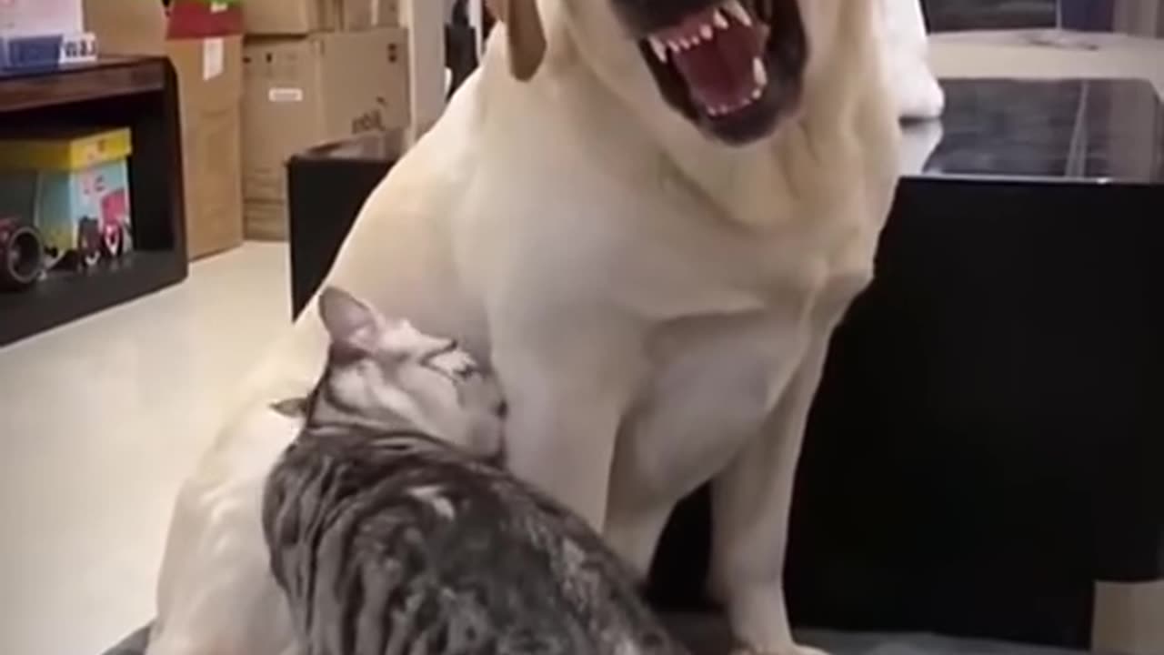 🐶Dog and 🐱 cat amazing video