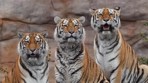 Triple Tiger king