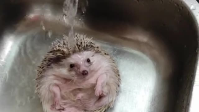 Wonderful animals