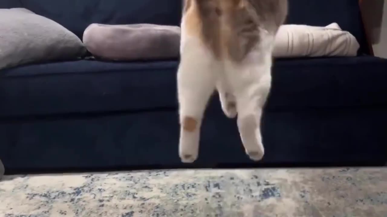 Funny cat acting 😂😂 cat funny moments