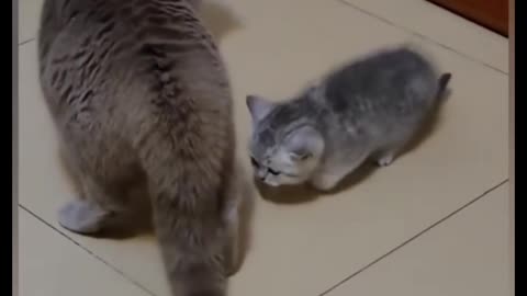 Cats fight