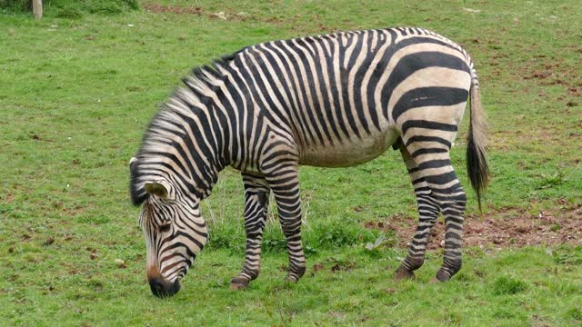 Amazing Moments Of Wild Animal