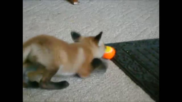 Cheeky Baby Fox Plays With Dogs Toys