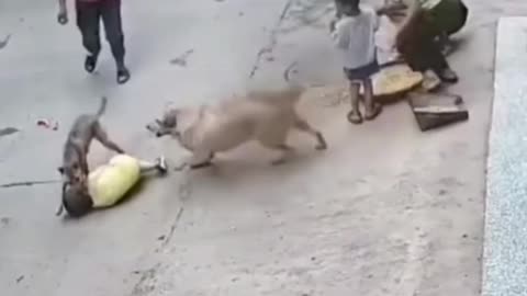 Dog Funny video