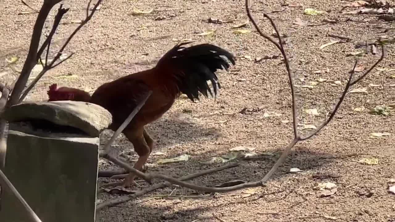 Sound rooster call hen in the morning day, rooster video