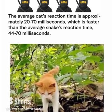 Cat Reaction Time