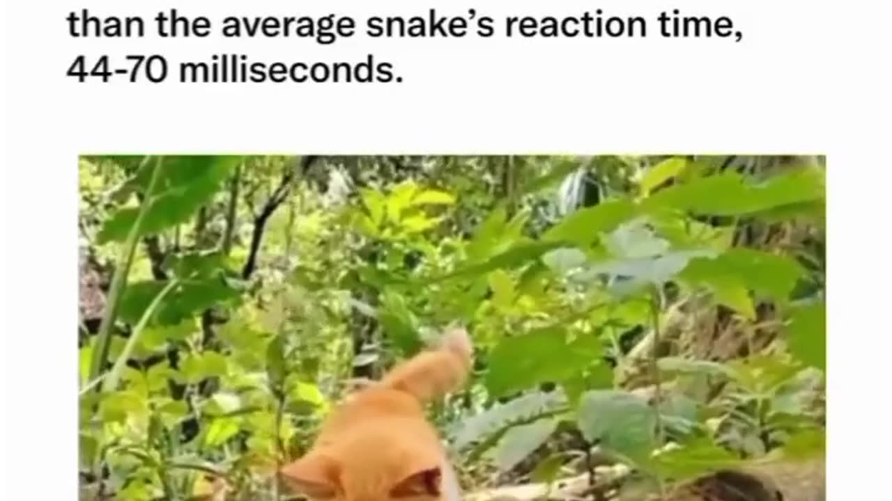 Cat Reaction Time