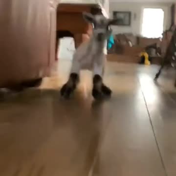 whats wrong with my dog?