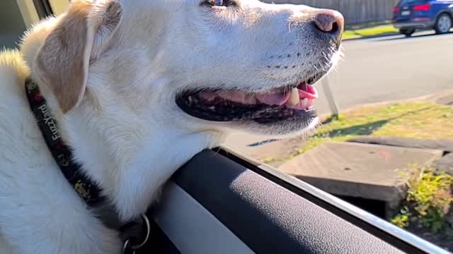 Dog Sitting in Backseat of Car Enjoys Breeze Through Window