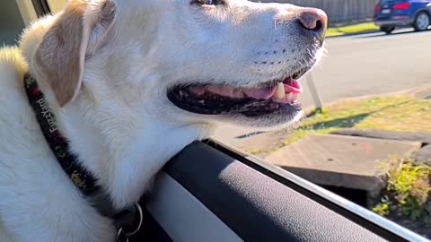 Dog Sitting in Backseat of Car Enjoys Breeze Through Window