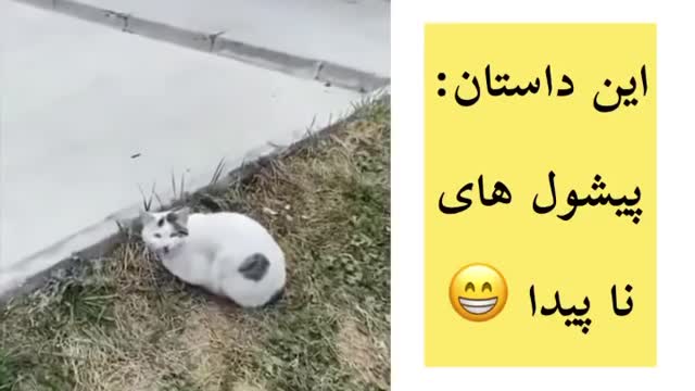 Can you find the cats?