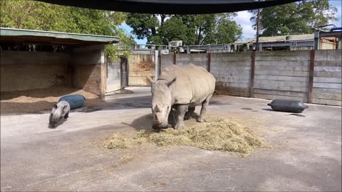 Zoom Zoom! Our rhino calf is running rings around mum!