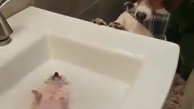 Strange and funny behavior of animals 19