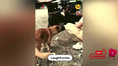 Funniest Animals 2024 😂 New Funny Cats and Dogs Videos 😻🐶