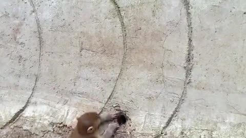 Monkey and his baby