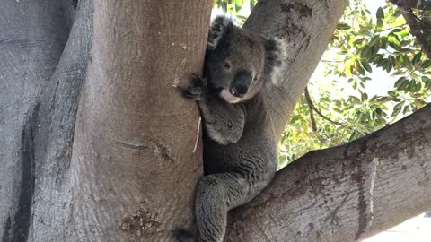 Koala Chilling Out At The Local Pool