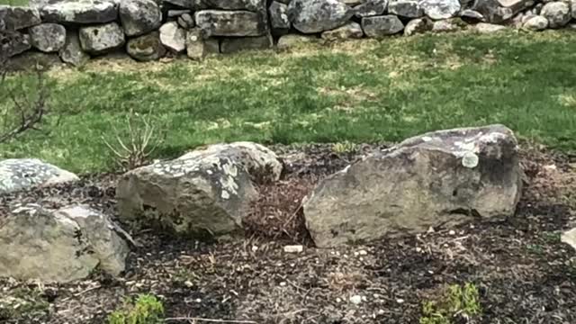 Mama Black Bear With Her Playful Cubs