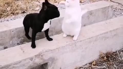 Interesting cats and dogs, the bull fighting dog and cat fight, who is the winner to see carefully