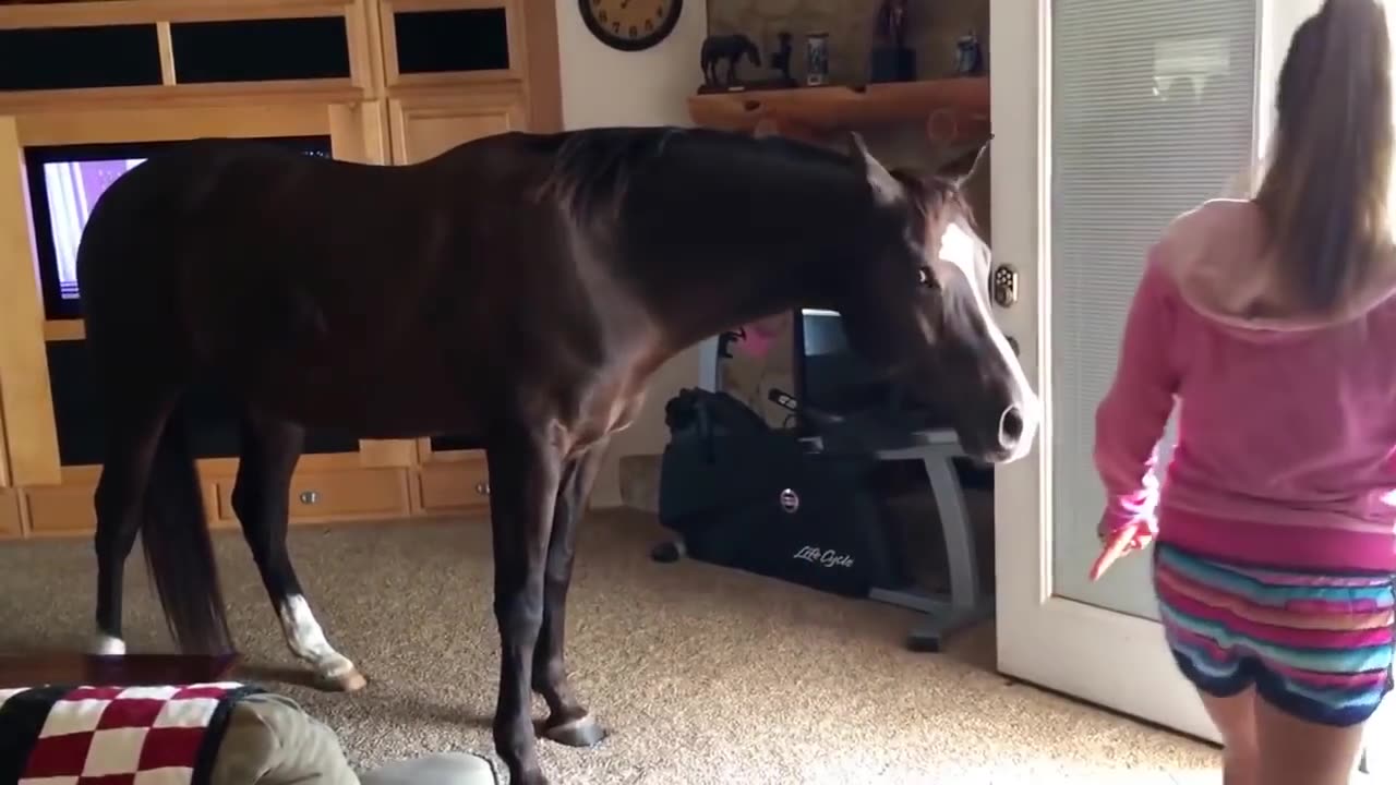 Horse walks inside home 🏠