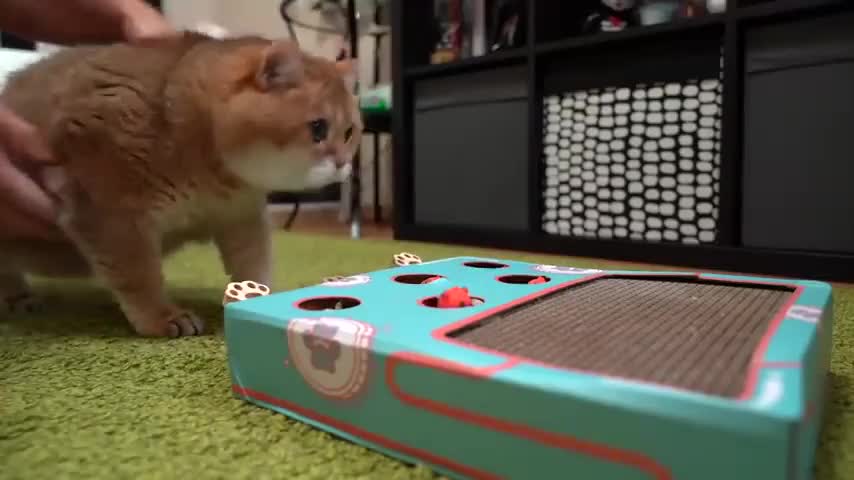 Whac-A-Mole Cat Toy