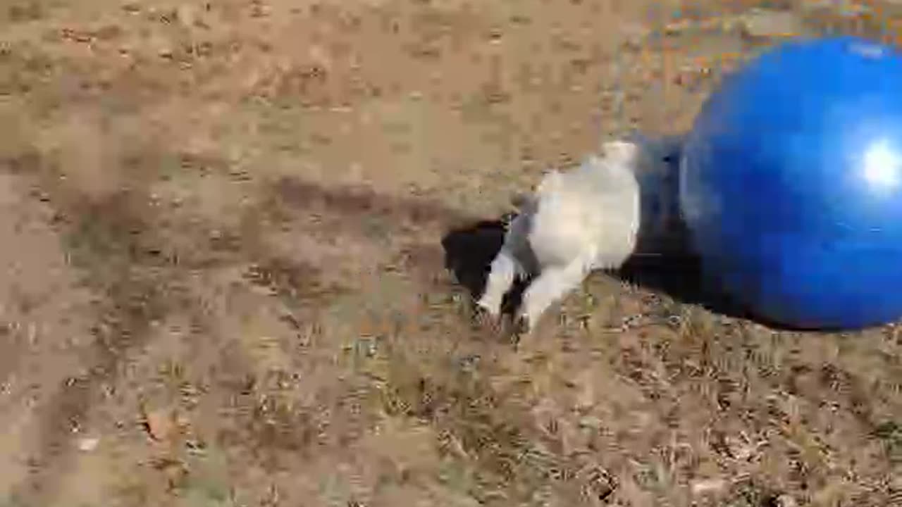 Finn with Horse Ball