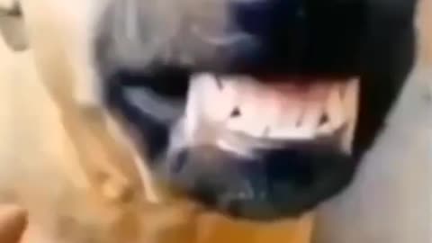 Dog laughing funny clip