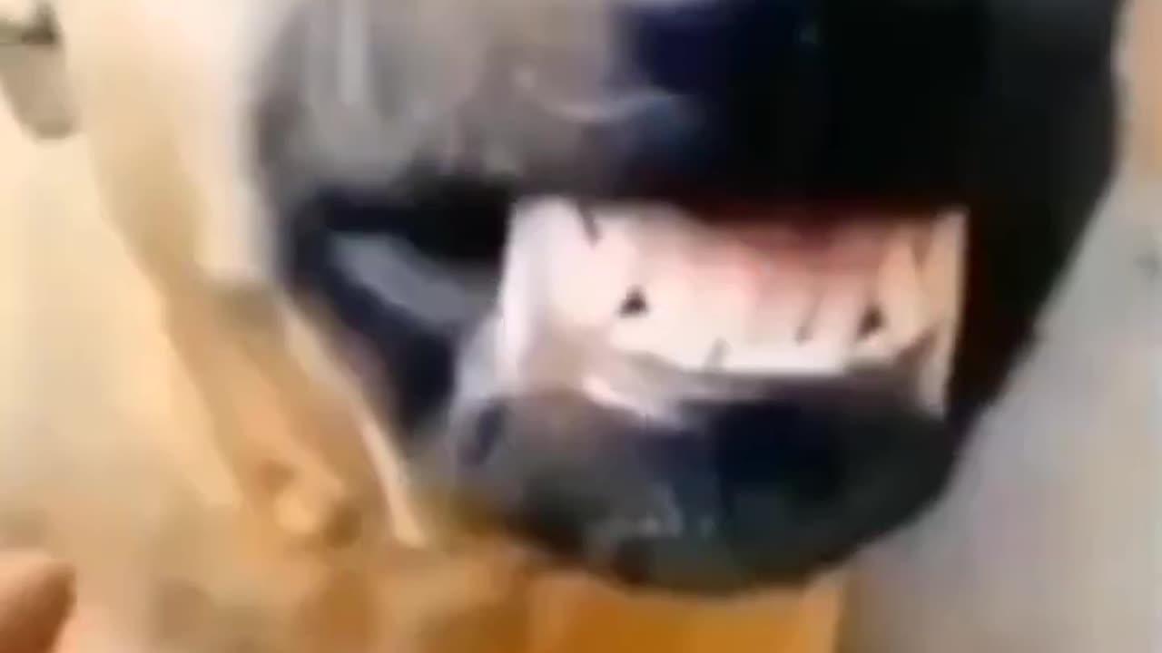 Dog laughing funny clip