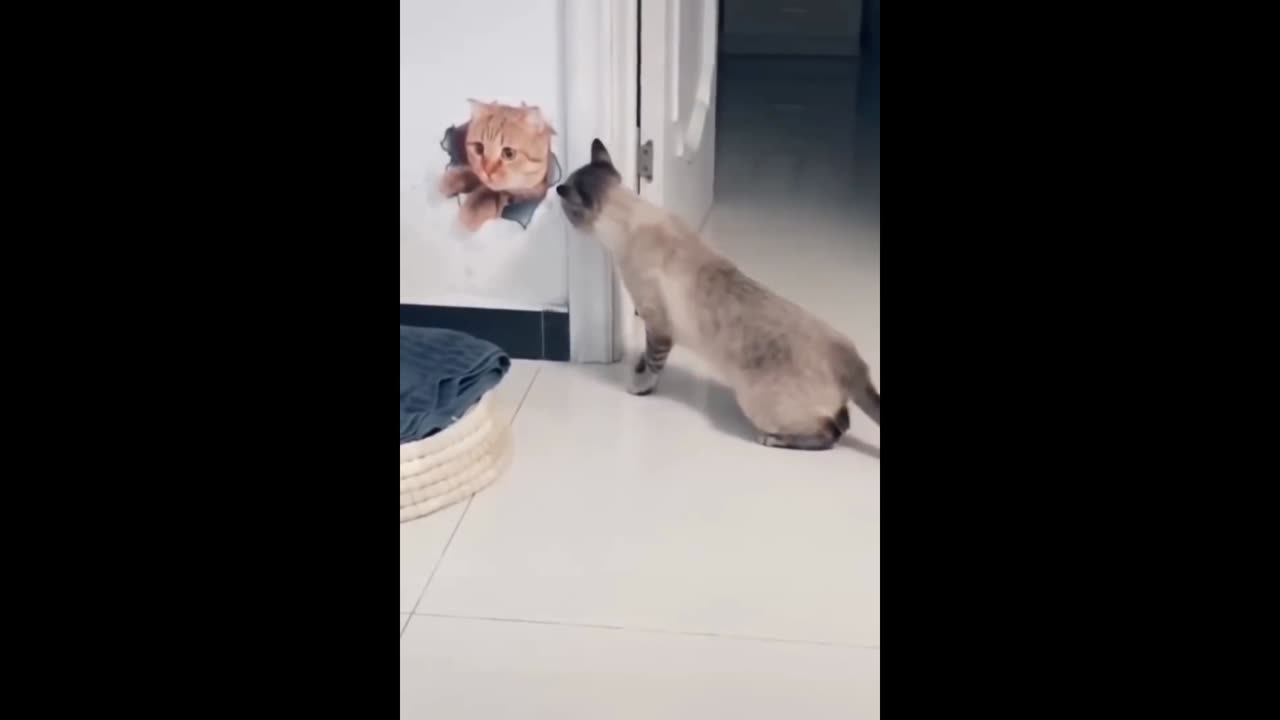 Funny cat and dogs video 🤣🤣🤣