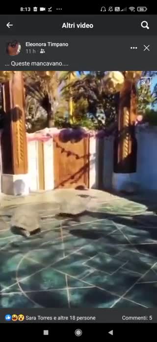 Qualcosa sta Arrivando - Anche le tartarughe corrono, in cerchio