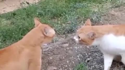 Cat funny video 🤣📸