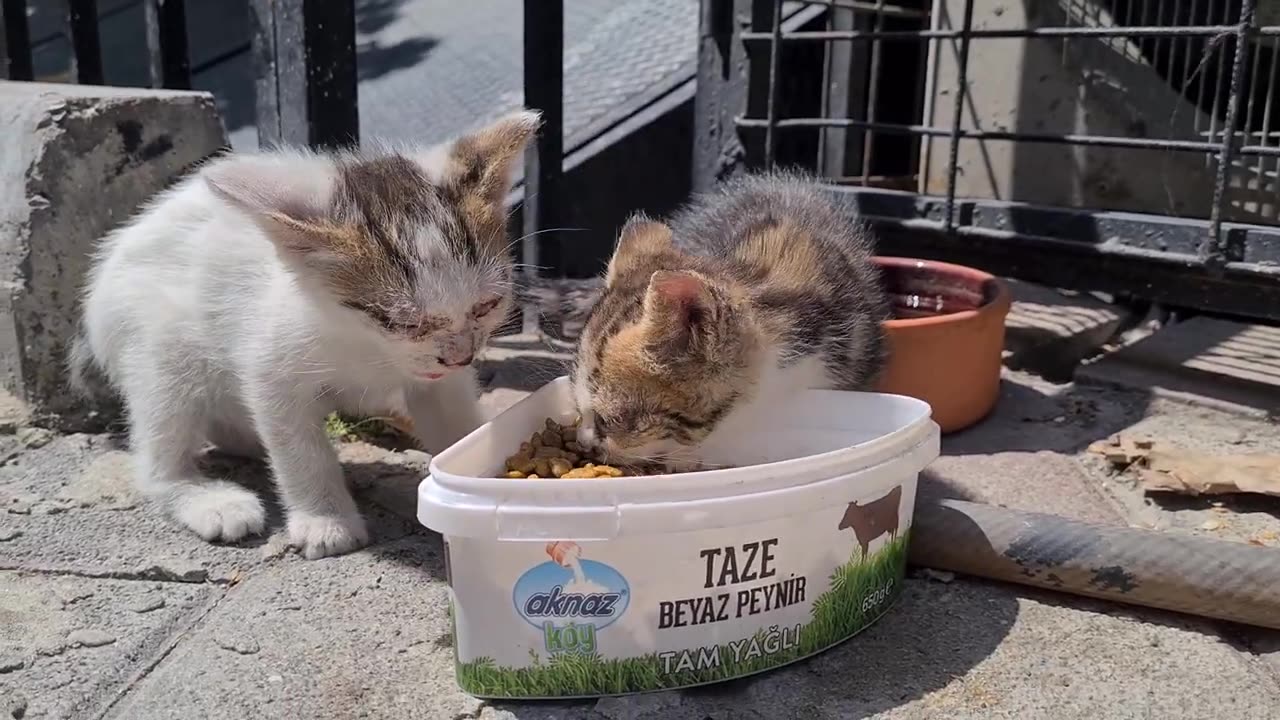 The little Kitten with a pink mouth is so cute you will admire it