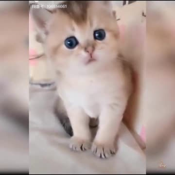 😍💓😍💓😍💓😍💓😍💓😍💓😍💓😍💓😍💓 #cats #shorts