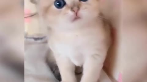 😍💓😍💓😍💓😍💓😍💓😍💓😍💓😍💓😍💓 #cats #shorts