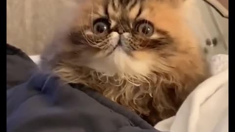 A funny cat